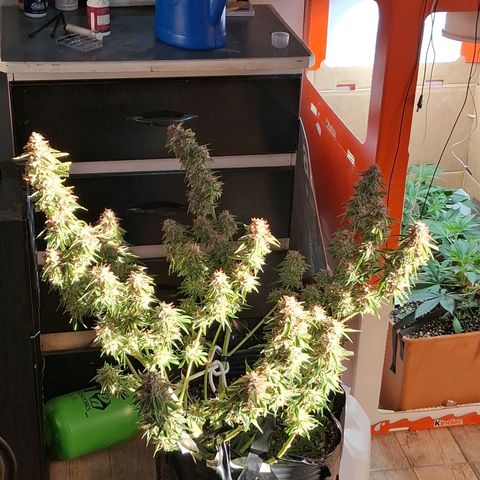 2 Auto Power Plant growlog photo: DIA FINAL PARA POWER PLANT 1 A LAS 18 HS MANICURA GRUESA Y SE CUELGA