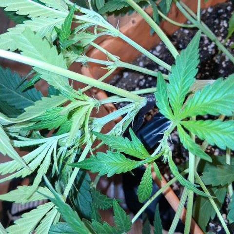 2 Rainbow maker Bsf  growlog photo: la preflora empezo en la auto
