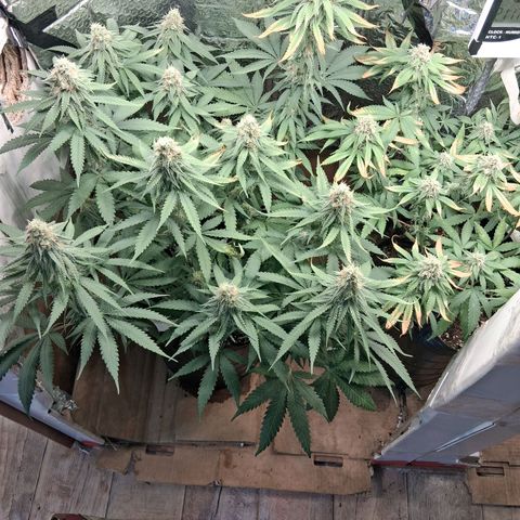 3 Critical Orange Punch growlog photo: despue de la defoliacion de hojas quemadas muy pegajosas las hojas y todo en general