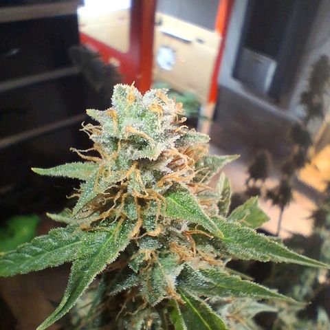 2 Auto Power Plant growlog photo: DIA FINAL PARA POWER PLANT 1 A LAS 18 HS MANICURA GRUESA Y SE CUELGA
