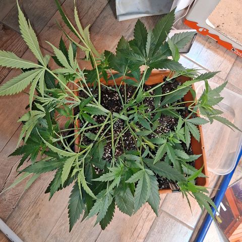 2 Rainbow maker Bsf  growlog photo: Ajustes y se separan las rainbow maker