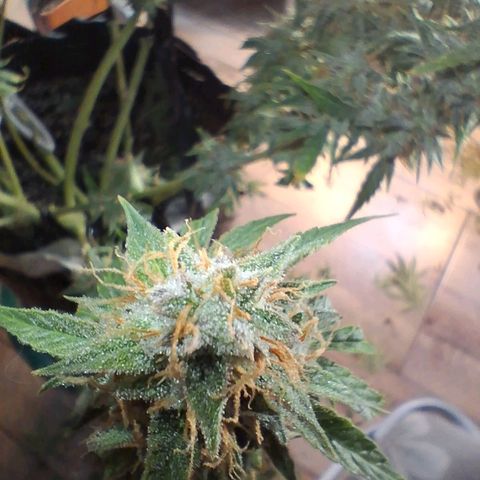 2 Auto Power Plant growlog photo: DIA FINAL PARA POWER PLANT 1 A LAS 18 HS MANICURA GRUESA Y SE CUELGA