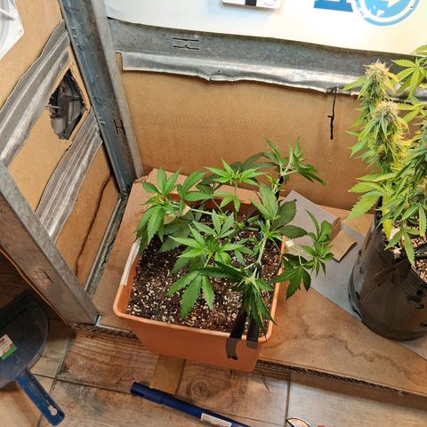 2 Rainbow maker Bsf  growlog photo: Ajustes y se separan las rainbow maker