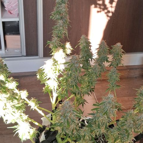2 Auto Power Plant growlog photo: DIA FINAL PARA POWER PLANT 1 A LAS 18 HS MANICURA GRUESA Y SE CUELGA