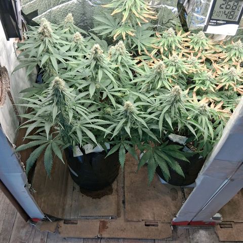 3 Critical Orange Punch growlog photo: Las critical con hojas de azucar altas amarilleando fuerte se decide scar hojas quemadas asi fluye la luz a la vez