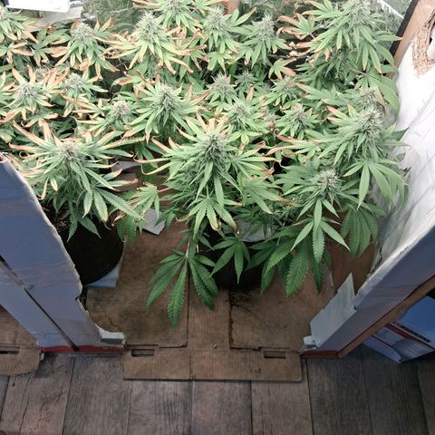 3 Critical Orange Punch growlog photo: Las critical con hojas de azucar altas amarilleando fuerte se decide scar hojas quemadas asi fluye la luz a la vez