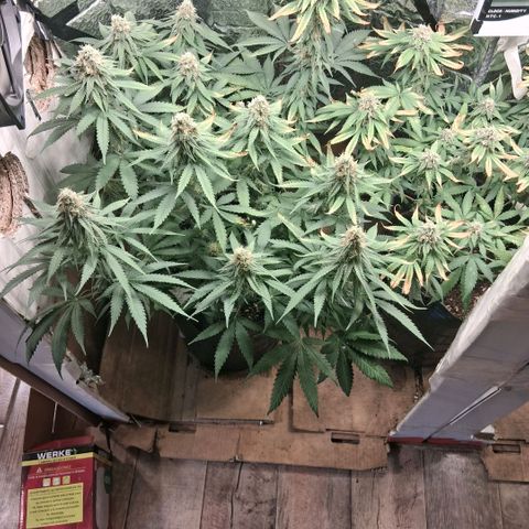 3 Critical Orange Punch growlog photo: 23 hs indors en 29 30 grados 😬