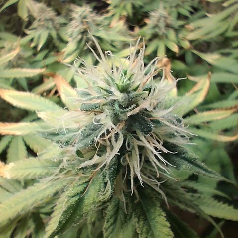 3 Critical Orange Punch growlog photo: 23 hs indors en 29 30 grados 😬