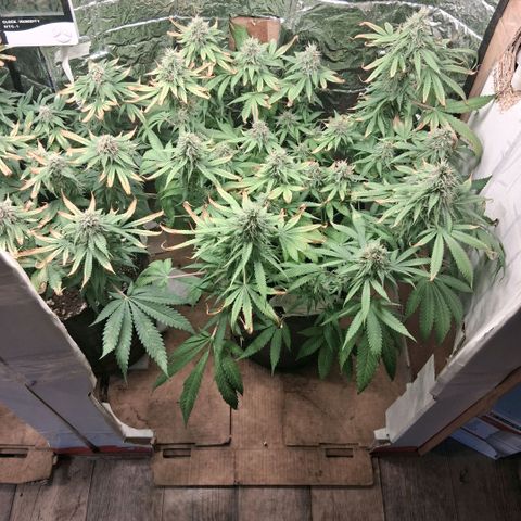 3 Critical Orange Punch growlog photo: 23 hs indors en 29 30 grados 😬