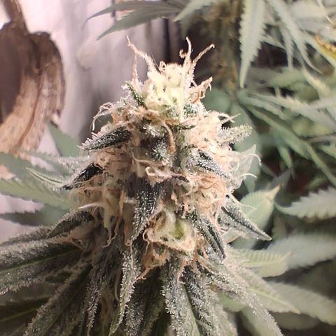 3 Critical Orange Punch growlog photo: 23 hs indors en 29 30 grados 😬