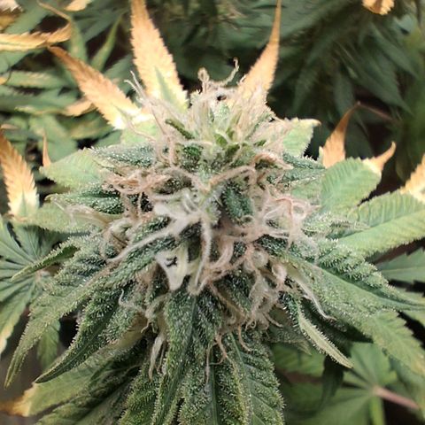 3 Critical Orange Punch growlog photo: 23 hs indors en 29 30 grados 😬