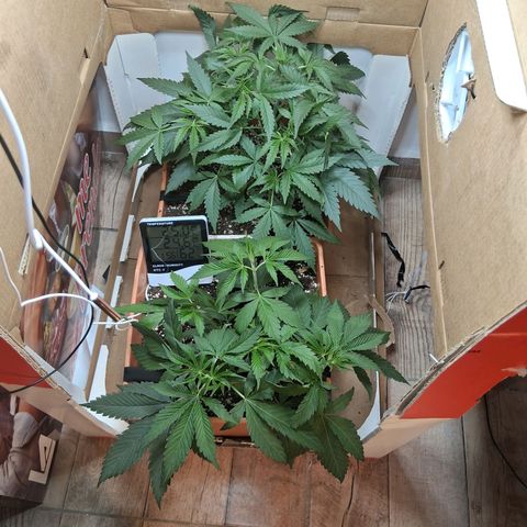 2 Rainbow maker Bsf  growlog photo: 12.30 hs