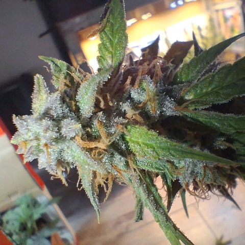 2 Auto Power Plant growlog photo: DIA FINAL PARA POWER PLANT 1 A LAS 18 HS MANICURA GRUESA Y SE CUELGA