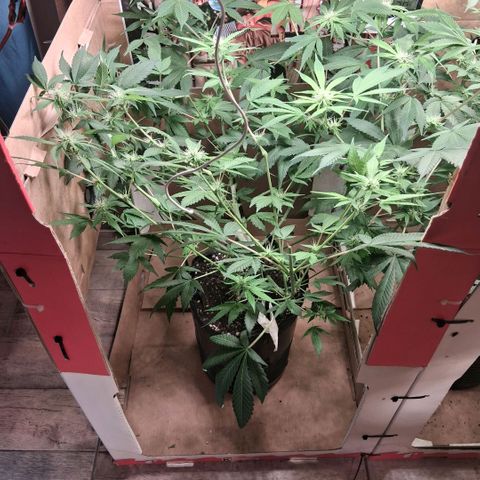 2 Egypto Indian seeds growlog photo: 23 hs. se ponen las 2 luces q sobraban del indor de las power