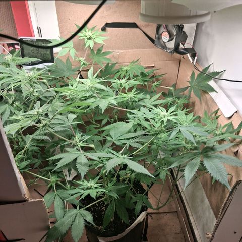 2 Egypto Indian seeds growlog photo: 23 hs. se ponen las 2 luces q sobraban del indor de las power