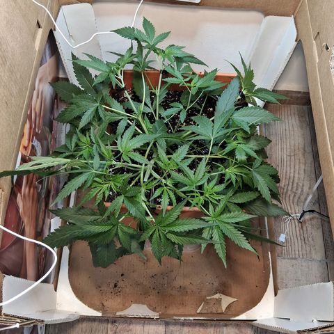 2 Rainbow maker Bsf  growlog photo: Ajustes y se separan las rainbow maker