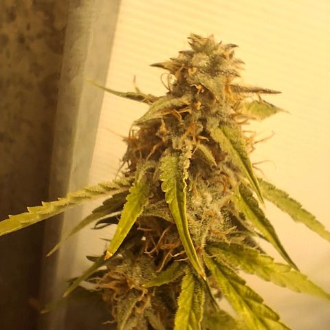 2 Auto Power Plant growlog photo: 12.30 hs power plant 1 