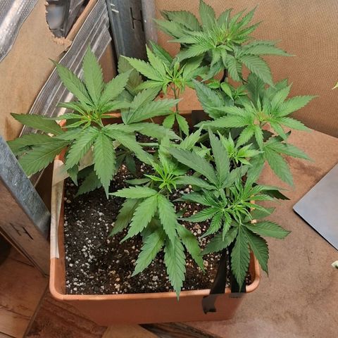 2 Rainbow maker Bsf  growlog photo: 23 hs