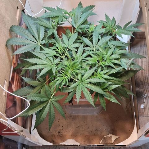2 Rainbow maker Bsf  growlog photo: 23 hs