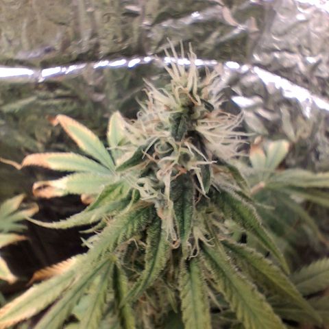 3 Critical Orange Punch growlog photo: 7 hs empiezan a cerrar de a poco las cop
