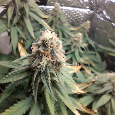 3 Critical Orange Punch growlog photo: 7 hs empiezan a cerrar de a poco las cop