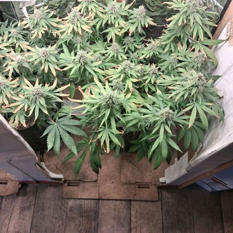 3 Critical Orange Punch growlog photo: 7 hs empiezan a cerrar de a poco las cop