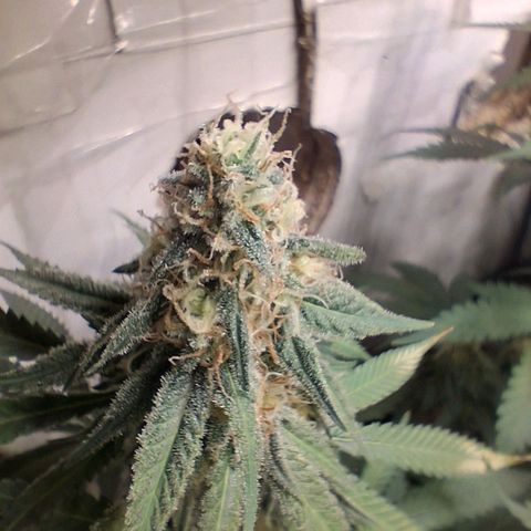 3 Critical Orange Punch growlog photo: 7 hs empiezan a cerrar de a poco las cop