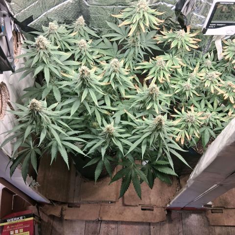 3 Critical Orange Punch growlog photo: 7 hs empiezan a cerrar de a poco las cop