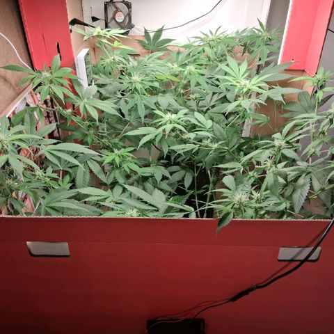 2 Egypto Indian seeds growlog photo: 7 hs