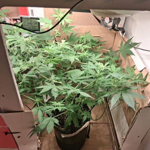2 Egypto Indian seeds growlog photo: 7 hs