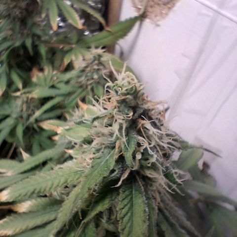 3 Critical Orange Punch growlog photo: 7 hs empiezan a cerrar de a poco las cop