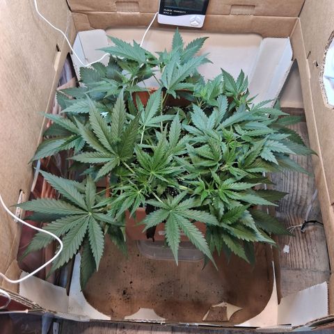 2 Rainbow maker Bsf  growlog photo: 7 hs rainbow maker auto