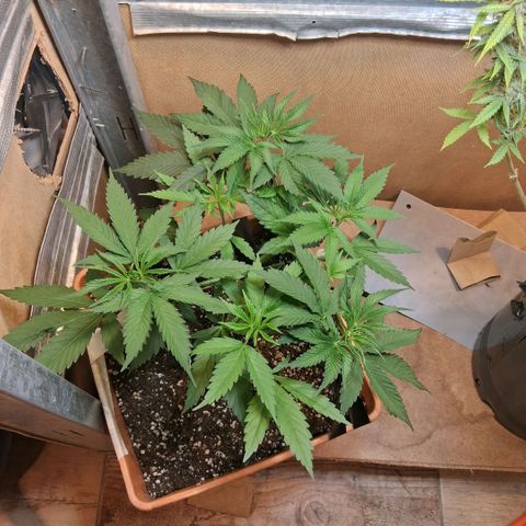 2 Rainbow maker Bsf  growlog photo: 7 hs rainbow maker foto