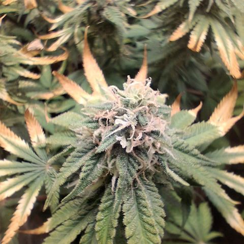 3 Critical Orange Punch growlog photo: 7 hs empiezan a cerrar de a poco las cop