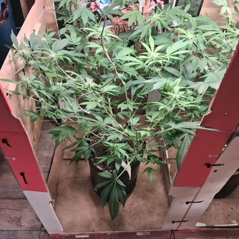 2 Egypto Indian seeds growlog photo: 7 hs