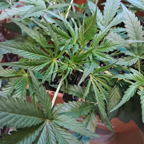 2 Rainbow maker Bsf  growlog photo: 7 hs rainbow maker auto