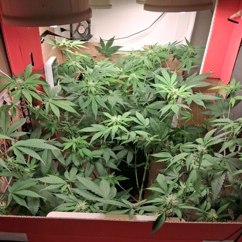 2 Egypto Indian seeds growlog photo: 7 hs