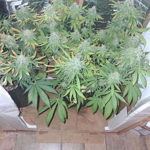 3 Critical Orange Punch growlog photo: luces apagaras 9.30 hs