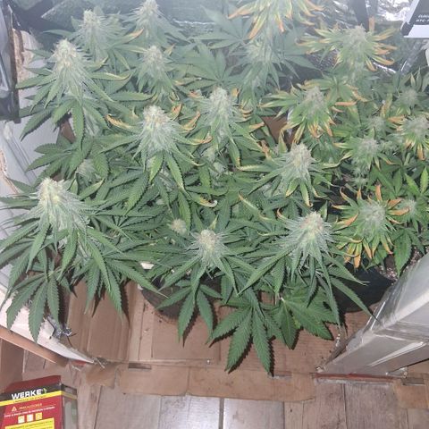 3 Critical Orange Punch growlog photo: luces apagaras 9.30 hs