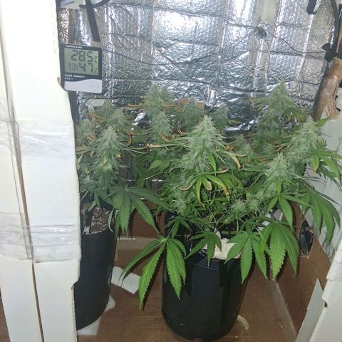 3 Critical Orange Punch growlog photo: luces apagaras 9.30 hs