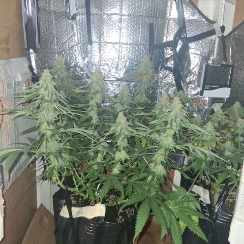 3 Critical Orange Punch growlog photo: luces apagaras 9.30 hs