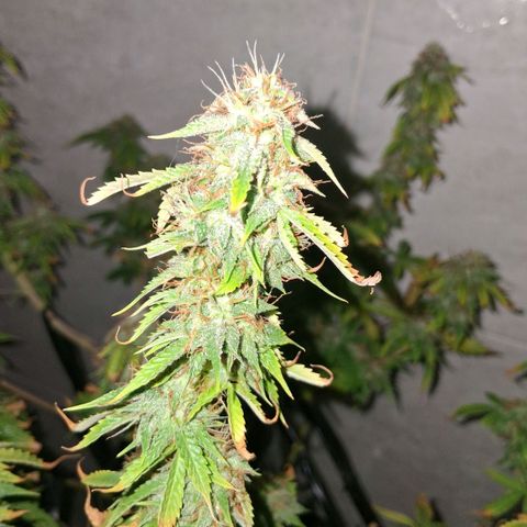 2 Auto Power Plant growlog photo: 21 hs lavado de raices ec final 0.7