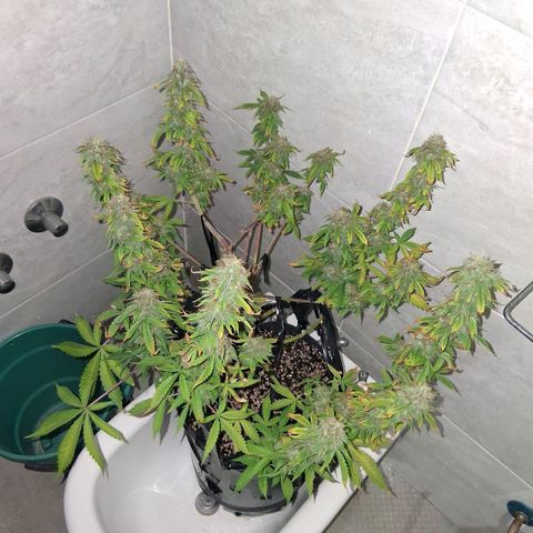 2 Auto Power Plant growlog photo: 21 hs lavado de raices ec final 0.7