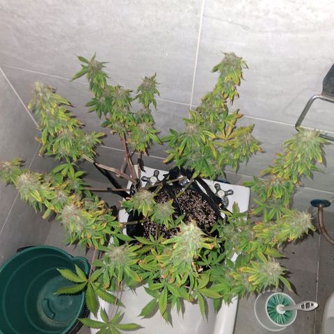2 Auto Power Plant growlog photo: 21 hs lavado de raices ec final 0.7