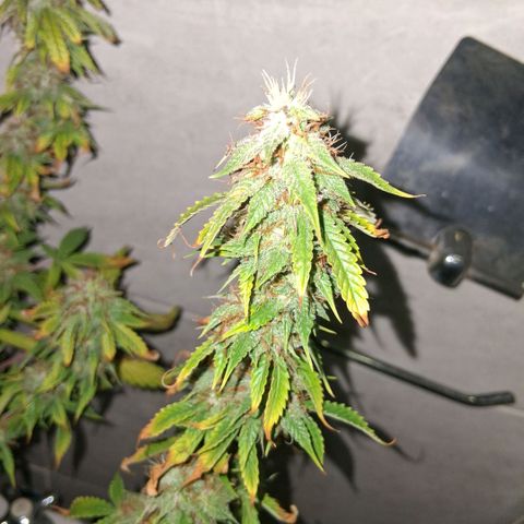 2 Auto Power Plant growlog photo: 21 hs lavado de raices ec final 0.7