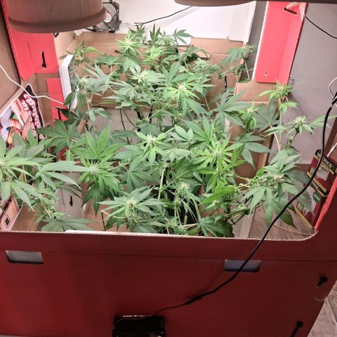 2 Egypto Indian seeds growlog photo: 21.00 despues de la defoliacion lolopopping final