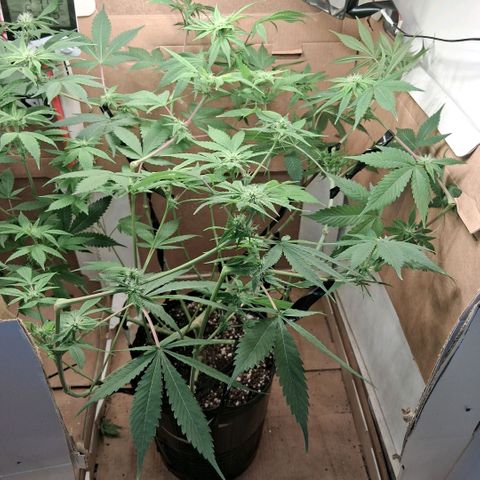 2 Egypto Indian seeds growlog photo: 21.00 despues de la defoliacion lolopopping final