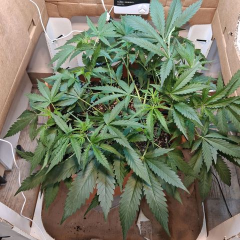 2 Rainbow maker Bsf  growlog photo: 21 hs rainbow maker... la joyita que ilusiona al tener problemas las cop y pp