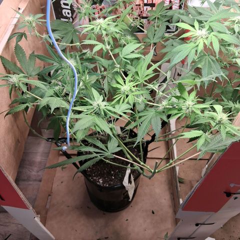 2 Egypto Indian seeds growlog photo: 21.00 despues de la defoliacion lolopopping final