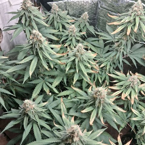 3 Critical Orange Punch growlog photo: 21 hs el amarilleo de deficit empezo en la que faltaba y las otras han seguido amarilleando no se sacan mas las hojas xq son todas con tricomas! hubiera sido lindo llegar con el ph optimo a esta fase pero bueno asi se va aprendiendo!